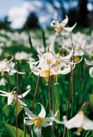 Floral Easter Lily  