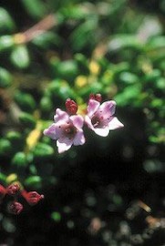 Floral Alpine Azalea 