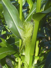 Floral Corn 