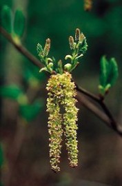 Floral Alder ALA 