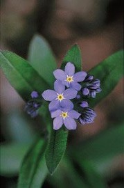 Floral Forget Me Not Alaska