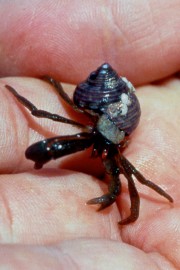 Essncia Marinha Hermit Crab 