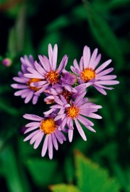 Floral Douglas Aster 