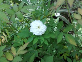 Floral Rosinha Branca 10 ml