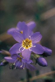 Floral Jacobs Ladder 