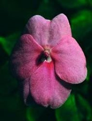 Pink Impatiens Floral da Living Essences 15 ml