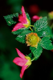 Floral Salmonberry 