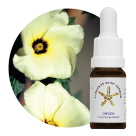 Floral Sergipe 10 ml