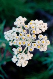 Floral Pearly Everlasting 