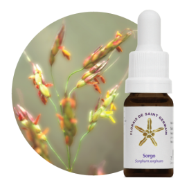 Floral Sorgo 10 ml