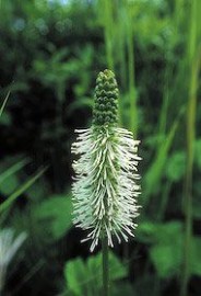 Floral Sitka Burnet 