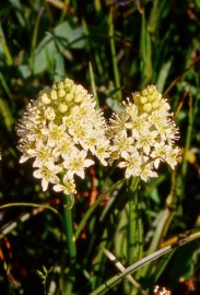 Floral Death Camas 