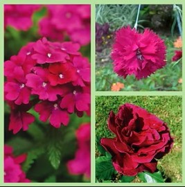 O Cravo e a Rosa    Validade Pr�xima