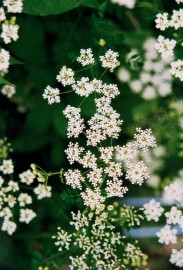 Floral Poison Hemlock 