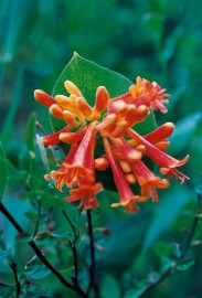 Floral Orange Honeysuckle 
