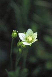 Floral Grass of Parnassus 