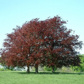 Floral Cooper Beech 