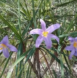 Canela de Ema Floral de Gaia 10 ml 