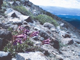 Floral Penstemon 