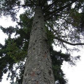 Floral Sitka Spruce 