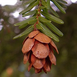 Floral Hemlock 