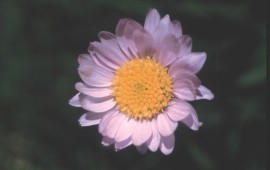 Floral Alpine Aster 