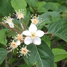 Floral Syringa 