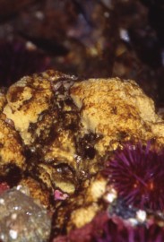 Essncia Marinha Sponge 