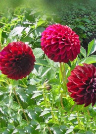 Floral Dlia Rubra 10 ml