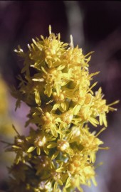 Floral Goldenrod 