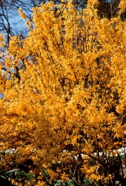 Floral Forsythia 