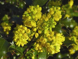 Floral Oregon Grape 