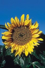 Floral Sunflower ALA 