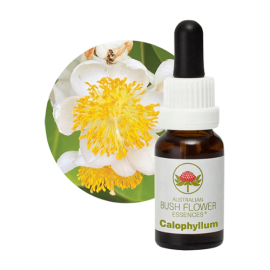 Floral Calophyllum 15 ml