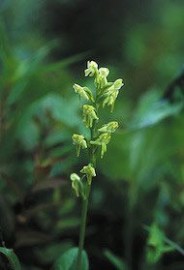 Floral Green Bog Orchid 