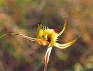 Floral Living Essences Fringed Mantis Orchid 15 ml
