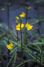 Floral Bladderwort 