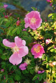 Floral Nootka Rose 