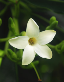 Floral Pua Kenikeni