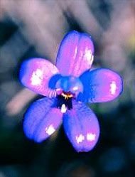 Floral Living Essences Purple Enamel Orchid  15 ml