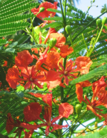 Floral Royal Poinciana