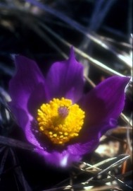 Floral Pasque Flower 