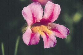 Floral Pink Monkeyflower 