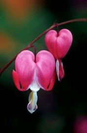 Floral Bleeding Heart ALA 