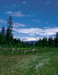 Essncia Ambiental Bog 