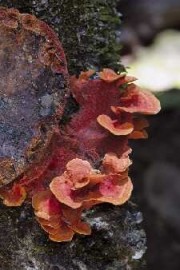 Cogumelo Reden��o    Validade Pr�xima