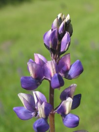Floral Lupine 