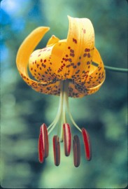 Floral Tiger Lily 