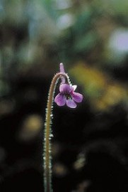 Floral Hairy Butterwort 